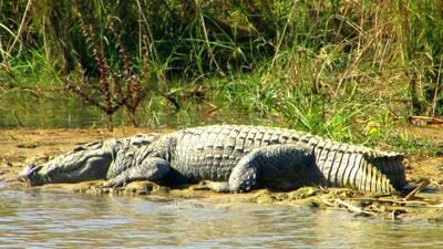 A crocodile in one of the water bodies in Terai area of US Nagar district in Kumaon. (Representative image) (HT file photo)