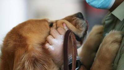 Representational image. The authority will mention over 150 different breeds of dogs and 100 breeds of cats on the app to enable registration. For now, only registration of dogs and cats is going to be accepted. (REUTERS) Representational image. The authority will mention over 150 different breeds of dogs and 100 breeds of cats on the app to enable registration. For now, only registration of dogs and cats is going to be accepted. (REUTERS)