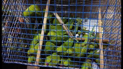 Rose-ringed parakeets are protected under schedule -IV of the Wildlife Protection Act, 1972. (Sourced)