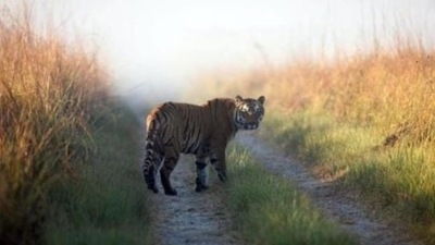 There has been an increase in human-animal conflict in Karnataka mainly since animals are getting pushed out of their territory. (HT File Photo) There has been an increase in human-animal conflict in Karnataka mainly since animals are getting pushed out of their territory. (HT File Photo)