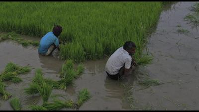 The Vidhan Sabha panel observed Punjab consumes about 62 billion cubic metre groundwater annually and recharges only a fraction of it, while recommending direct seeding of rice to replenish groundwater. (AP) The Vidhan Sabha panel observed Punjab consumes about 62 billion cubic metre groundwater annually and recharges only a fraction of it, while recommending direct seeding of rice to replenish groundwater. (AP)