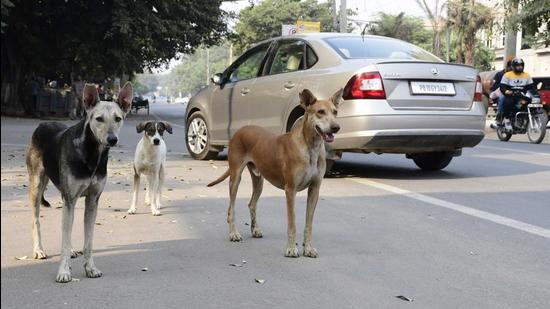 On September 12, the Ludhiana MC was notified about the presence of a rabid dog near the cremation ground in the civil lines area, which had bitten a dozen people. (HT File)