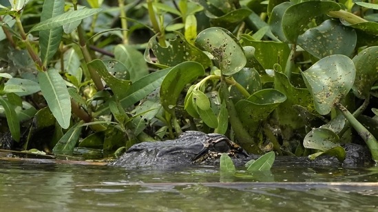An alligator "weighing a startling 504 pounds" was caught on Monday in a trap set by two Louisiana Department of Wildlife licensed nuisance hunters(AP/Representative Photo) An alligator "weighing a startling 504 pounds" was caught on Monday in a trap set by two Louisiana Department of Wildlife licensed nuisance hunters(AP/Representative Photo)