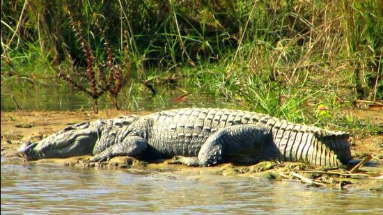 A crocodile in one of the water bodies in Terai area of US Nagar district in Kumaon. (Representative image) (HT file photo)