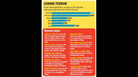 Around 50,000 dogs have been sterilised to reduce the population of stray dogs and that the capacity of the sterilisation centre has also been increased to expedite the process. Teams are also on the lookout for rabid dogs. (HT Photo) Around 50,000 dogs have been sterilised to reduce the population of stray dogs and that the capacity of the sterilisation centre has also been increased to expedite the process. Teams are also on the lookout for rabid dogs. (HT Photo)
