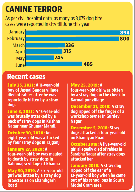 Around 50,000 dogs have been sterilised to reduce the population of stray dogs and that the capacity of the sterilisation centre has also been increased to expedite the process. Teams are also on the lookout for rabid dogs. (HT Photo) Around 50,000 dogs have been sterilised to reduce the population of stray dogs and that the capacity of the sterilisation centre has also been increased to expedite the process. Teams are also on the lookout for rabid dogs. (HT Photo)