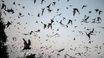 Thousands of Covid-like infections show risk of next pandemic, says new study(Bloomberg) Thousands of Covid-like infections show risk of next pandemic, says new study(Bloomberg)