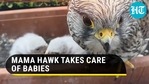 Mama hawk takes care of her little babies Mama hawk takes care of her little babies