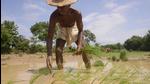 Agriculture needs an honest political conversation (Arabinda Mahapatra) Agriculture needs an honest political conversation (Arabinda Mahapatra)