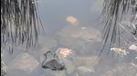 An immersed idol at a quarry on Vetal Tekdi. Forest dept threatens action over idol immersion. (HT) An immersed idol at a quarry on Vetal Tekdi. Forest dept threatens action over idol immersion. (HT)