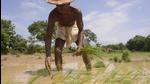 Though the surplus rain in September may shore up overall rainfall percentage in Odisha this monsoon, the huge monthly variation may take its toll on paddy crop. (Arabinda Mahapatra/HT Photo)