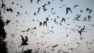 Thousands of Covid-like infections show risk of next pandemic, says new study (Bloomberg) Thousands of Covid-like infections show risk of next pandemic, says new study (Bloomberg)