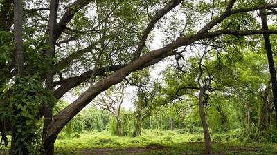 Rajesh Deshmukh, district collector, has ordered a probe into the  ₹200 crore forest land scam in Hadapsar, wherein 18 acres of prime urban forest land was deserved for sale on the open market. (FOR REPRESENTATIONAL PURPOSE ONLY)