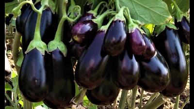 The tomato and brinjal hybrids developed by PAU that have been identified for cultivation in various states. (HT Photo) The tomato and brinjal hybrids developed by PAU that have been identified for cultivation in various states. (HT Photo)