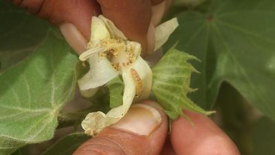 A farmer shows the pink bollworm on cotton crop in a village In Bathinda district of Punjab. (Sanjeev Kumar/HT photo) A farmer shows the pink bollworm on cotton crop in a village In Bathinda district of Punjab. (Sanjeev Kumar/HT photo)