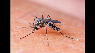 Dengue fever was caused by the bite of the female aedes aegypti mosquitoe. (Shutterstock)