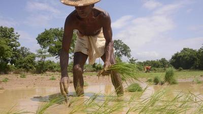 Though the surplus rain in September may shore up overall rainfall percentage in Odisha this monsoon, the huge monthly variation may take its toll on paddy crop. (Arabinda Mahapatra/HT Photo) Though the surplus rain in September may shore up overall rainfall percentage in Odisha this monsoon, the huge monthly variation may take its toll on paddy crop. (Arabinda Mahapatra/HT Photo)