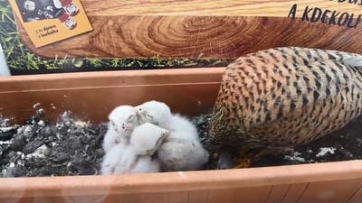 Mama hawk taking care of her babies. (Jukin Media)