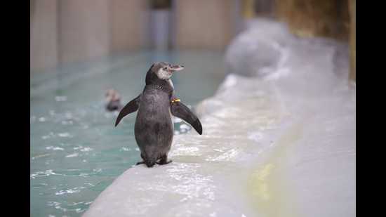 The male penguin chick, named Oreo, was born to Humboldt penguins Donald and Daisy in Byculla zoo on May 1 this year. (BMC)