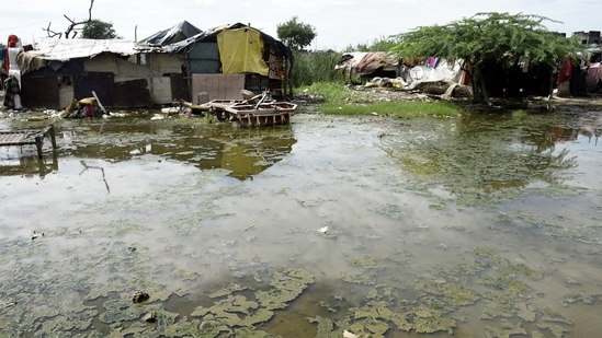 Mosquitoes prevail on logged water bodies in Dasna, Ghaziabad. Dengue cases and fever complaints are on the rise in the area in Uttar Pradesh.&nbsp;(HT Photo/Sakib Ali)
