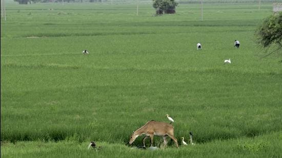 Najafgarh Jheel: Haryana to submit environment plan to NGT next month ...