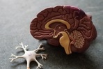 Specific drug targets within the neural circuits that encode memories and pave the way for significant advances in the treatment of a broad spectrum of brain disorders have been identified by a new University of Bristol-led research.(Unsplash) Specific drug targets within the neural circuits that encode memories and pave the way for significant advances in the treatment of a broad spectrum of brain disorders have been identified by a new University of Bristol-led research.(Unsplash)