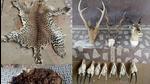The forest department seized three animal hides and arrested eight people in in the city over the past two days. (PTI/REPRESENTATIVE PHOTO) The forest department seized three animal hides and arrested eight people in in the city over the past two days. (PTI/REPRESENTATIVE PHOTO)