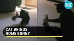 Cat brings home bunny to play together Cat brings home bunny to play together