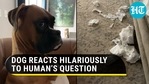 Dog’s reaction on being asked about scattered toilet paper rolls is hilarious Dog’s reaction on being asked about scattered toilet paper rolls is hilarious