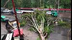 (An uprooted tree in Lucknow’s Mahanagar area on Thursday.) (An uprooted tree in Lucknow’s Mahanagar area on Thursday.)