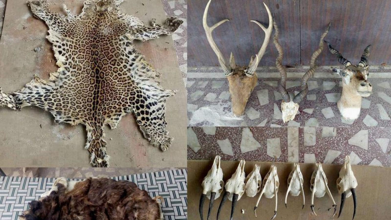 forest-department-seizes-three-animal-hides-eight-arrested-hindustan