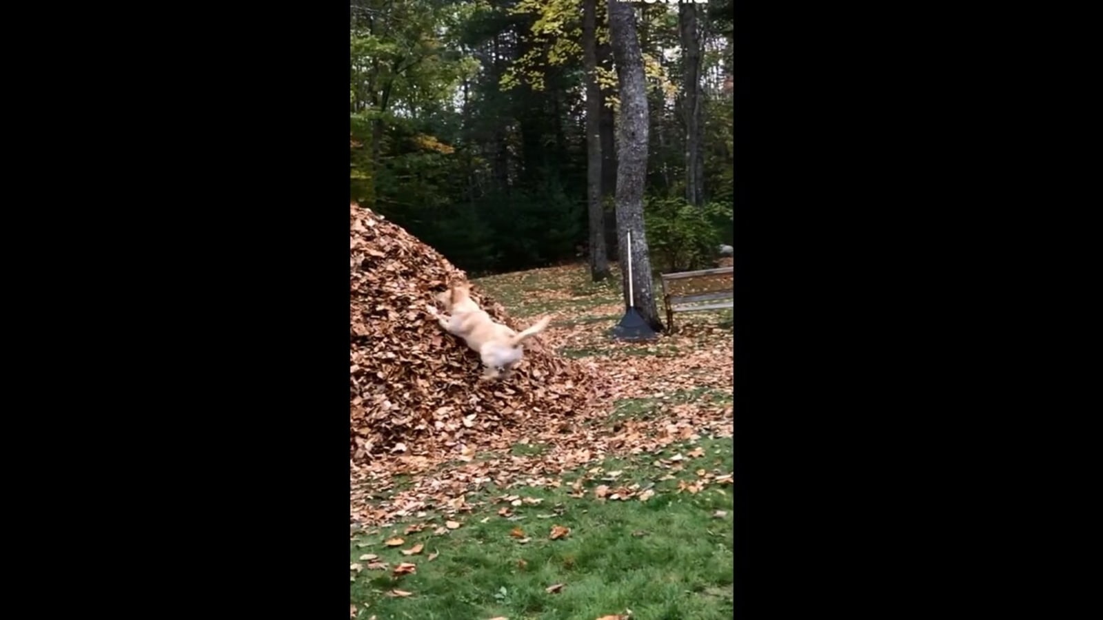 Dog jumps into a pile of dried leaves, happy video is cute to watch