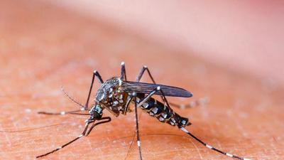 Dengue fever is caused by the bite of the female aedes aegypti mosquito, which is also called the tiger mosquito. (Representative photo) Dengue fever is caused by the bite of the female aedes aegypti mosquito, which is also called the tiger mosquito. (Representative photo)