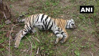 The carcass was identified as T-32, the most popular tigress in the Bandhavgarh Tiger Reserve. (ANI PHOTO.) The carcass was identified as T-32, the most popular tigress in the Bandhavgarh Tiger Reserve. (ANI PHOTO.)