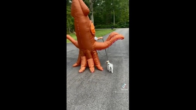 The image shows the ‘squid’ walking a dog. (Screengrab)
