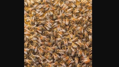 The image shows bees in a hive. (Instagram/@texasbeeworks)