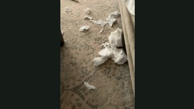 The video of the dog may leave you giggling. (Jukin Media)