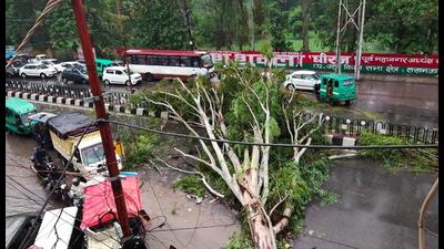 (An uprooted tree in Lucknow’s Mahanagar area on Thursday.)