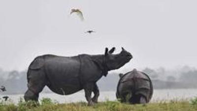 (Indian one-horn rhinoceroses next to flood waters on higher land at Kaziranga National Park. (HT archive) (Indian one-horn rhinoceroses next to flood waters on higher land at Kaziranga National Park. (HT archive)