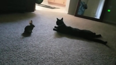 The image shows the cat and the bunny looking at each other. (Jukin Media)