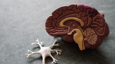 Specific drug targets within the neural circuits that encode memories and pave the way for significant advances in the treatment of a broad spectrum of brain disorders have been identified by a new University of Bristol-led research. (Unsplash) Specific drug targets within the neural circuits that encode memories and pave the way for significant advances in the treatment of a broad spectrum of brain disorders have been identified by a new University of Bristol-led research. (Unsplash)