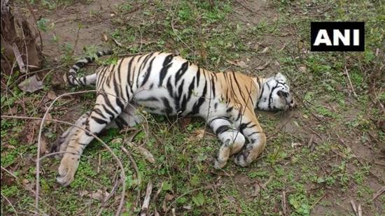 The carcass was identified as T-32, the most popular tigress in the Bandhavgarh Tiger Reserve. (ANI PHOTO.)