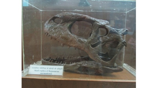 65 million years Before Present: The Rajasaurus, a fierce dinosaur native to the Narmada valley, goes extinct. This carnivore with a horned crest probably even ate other dinosaurs. The Rajasaurus was probably one of the last dinosaur species to survive on the subcontinent, as around the world too, the age of the dinosaurs drew to a close. In the photo is a replica of the skull of a Rajasaurus, at the Regional Museum of Natural History in Bhopal.(Swapnil Karambelkar via Wikimedia Commons)