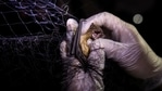 From where and how Sars-CoV-2 came is still not clear, although the closest resembling virus was found in bats in China(Reuters) From where and how Sars-CoV-2 came is still not clear, although the closest resembling virus was found in bats in China(Reuters)