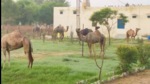 The state police, to date, has recovered over 230 camels, which were being smuggled. (Sourced) The state police, to date, has recovered over 230 camels, which were being smuggled. (Sourced)