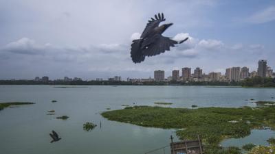 MPCB has also asked BMC to “submit any technical say towards use of this herbicide in Powai lake area”. (Pratik Chorge/HT Photo) MPCB has also asked BMC to “submit any technical say towards use of this herbicide in Powai lake area”. (Pratik Chorge/HT Photo)