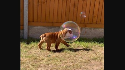 The image shows a dog named Nellie. (Twitter/@dog_rates)