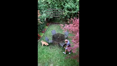 The image shows the dog with its human. (Screengrab)