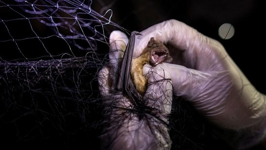 From where and how Sars-CoV-2 came is still not clear, although the closest resembling virus was found in bats in China(Reuters)
