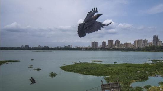 MPCB has also asked BMC to “submit any technical say towards use of this herbicide in Powai lake area”. (Pratik Chorge/HT Photo)